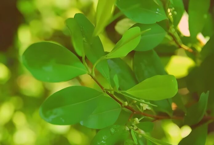 COP30: Mamirauá Declaration Launched