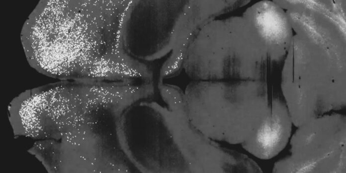 Magic-mushrooms-treatment-for-depression-