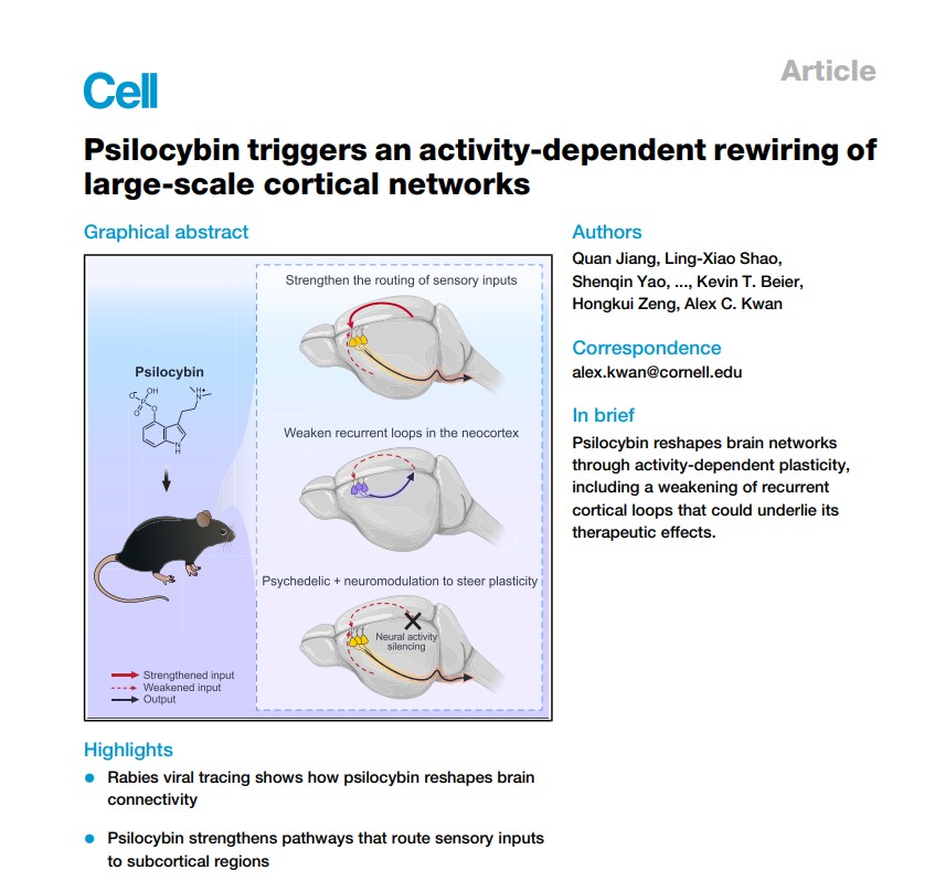 Magic mushrooms, a dash of rabies point to treatment for depression