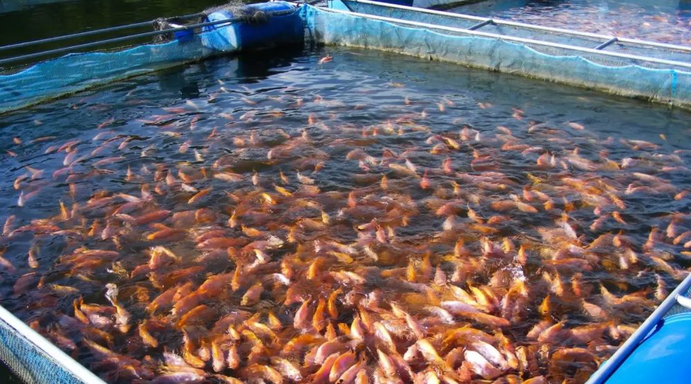 The Norway sewage is tripled by fish farm waste