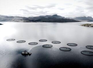The Norway sewage is tripled by fish farm waste